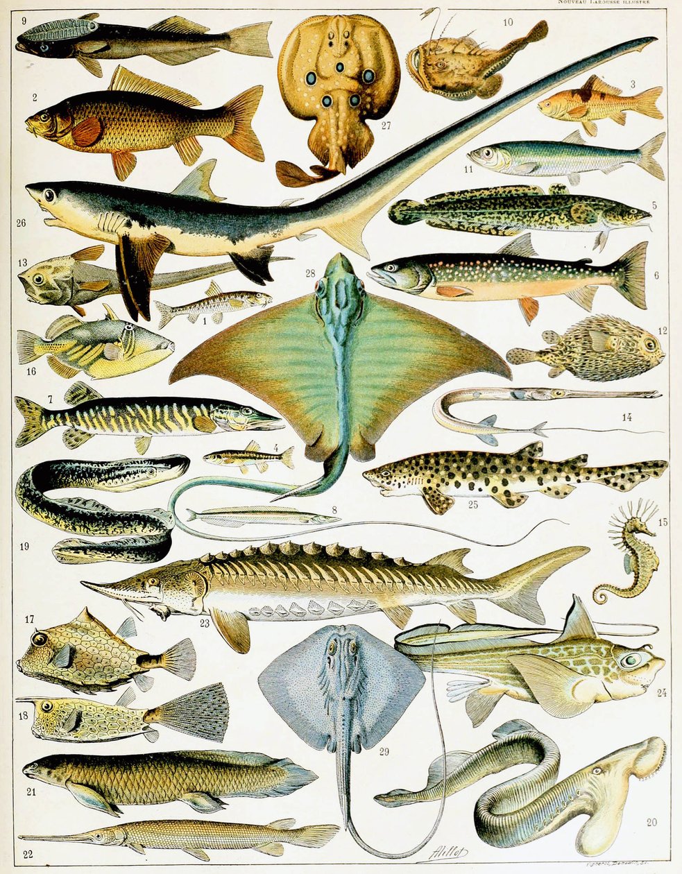 Illustrazione di pesce c.1923 da Adolphe Philippe Millot