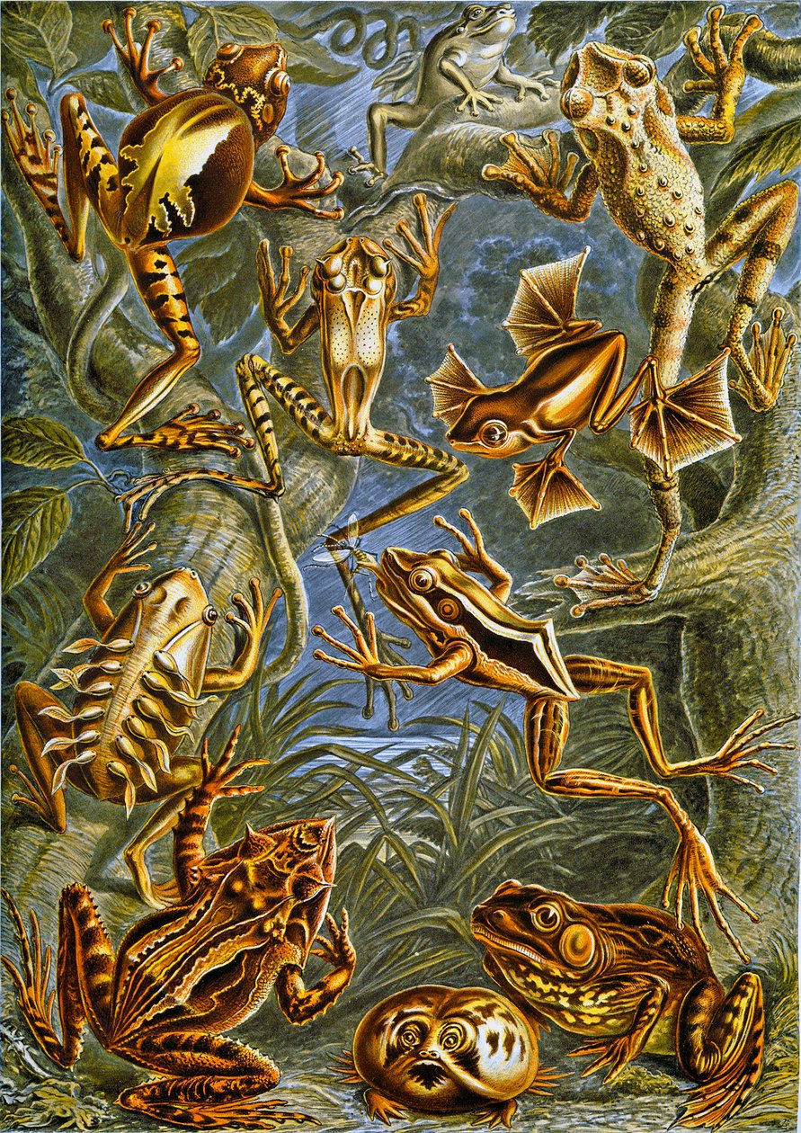 Illustrazione di rane e rospi c.1909 da Adolphe Philippe Millot