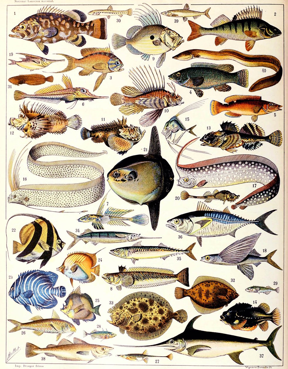 Illustrazione di pesci marini c.1923 da Adolphe Philippe Millot