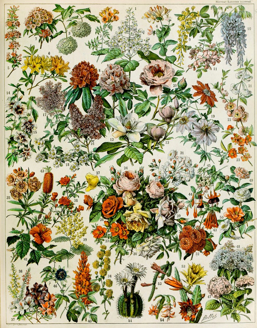 Illustrazione di piante da fiore c.1923 da Adolphe Philippe Millot