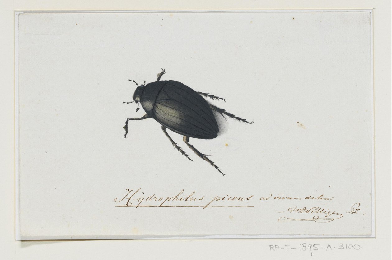 Coleottero nero (Hydrophilus picens) da Adriaan van der Willigen