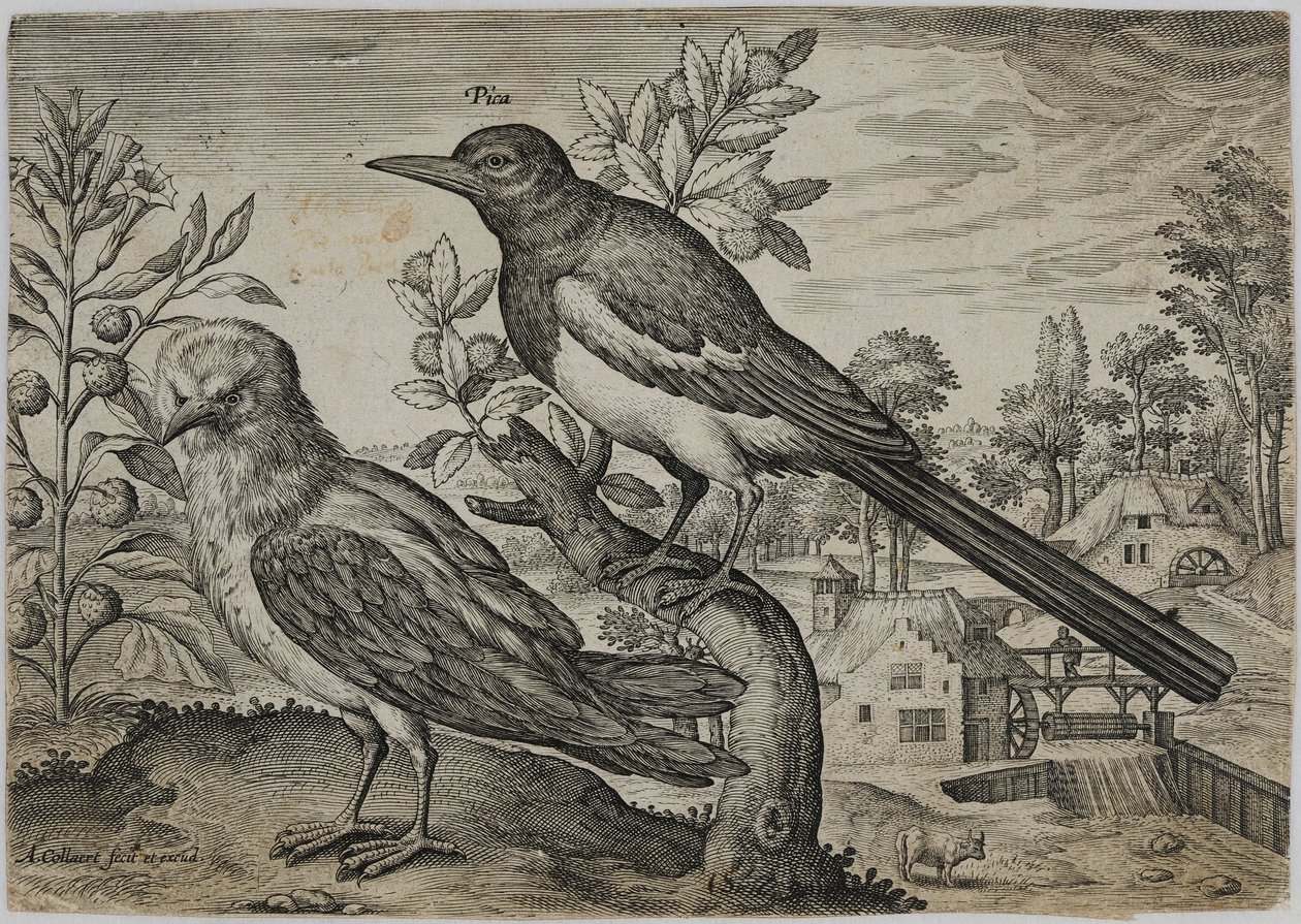 Incisione di un vecchio maestro da Adriaen Collaert