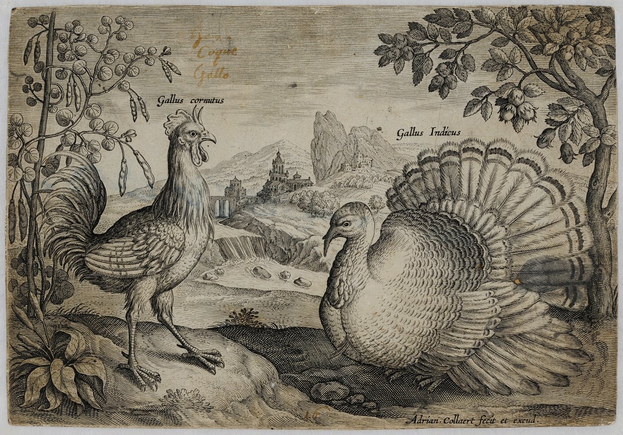 Incisione di un vecchio maestro da Adriaen Collaert