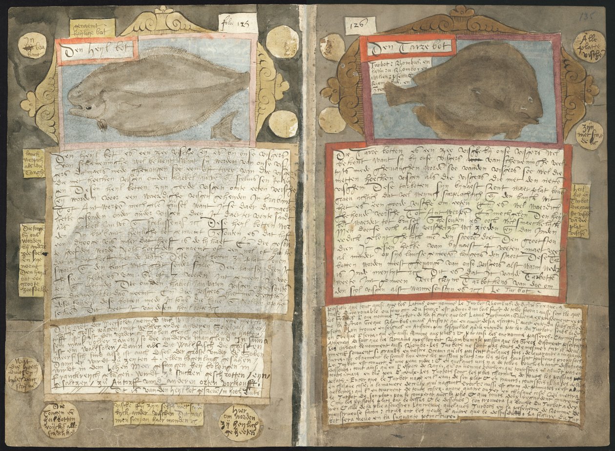 Visboeck di Adriaen Coenen da Adriaen Coenen