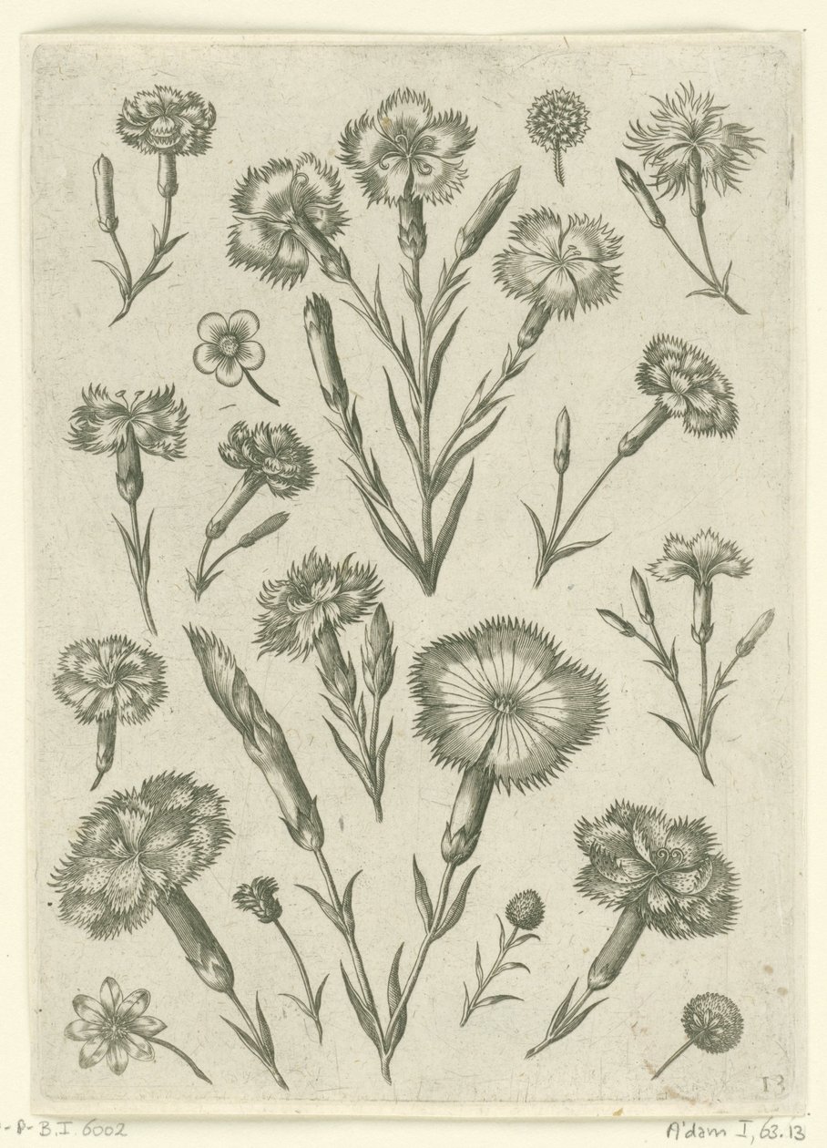 Diverse garofani da Adriaen Collaert