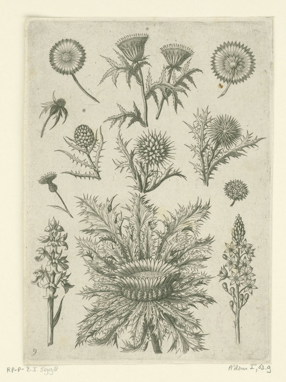 Diverse carde da Adriaen Collaert