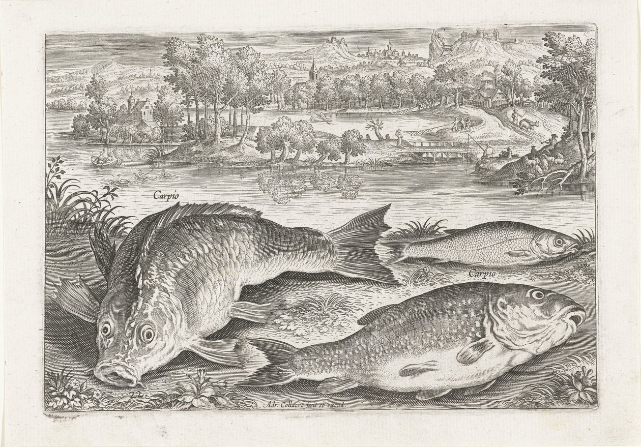 Tre carpe su una riva (Pesci) (Piscivm vivae icones) da Adriaen Collaert