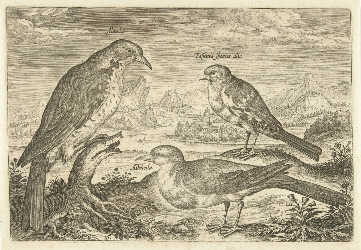 Tre uccelli in un paesaggio da Adriaen Collaert