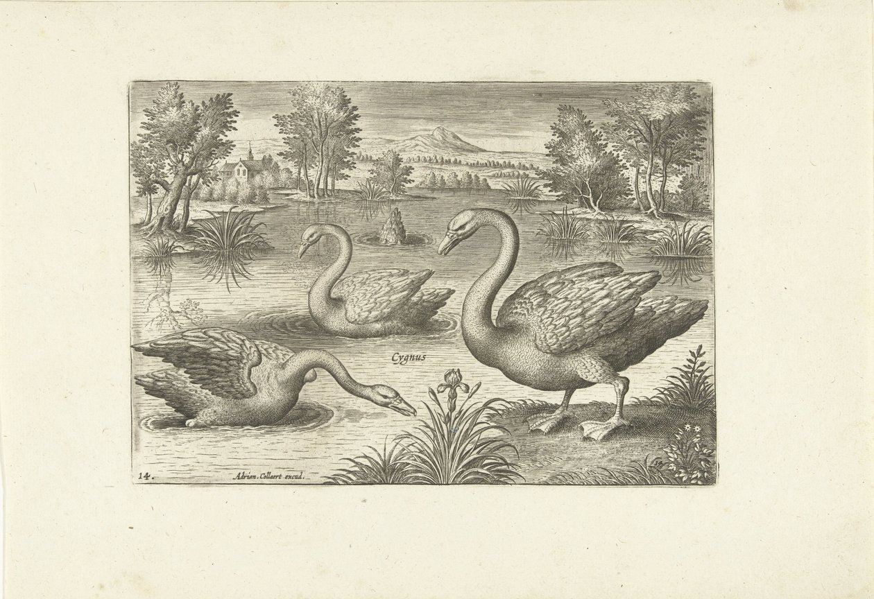 Tre cigni in uno stagno da Adriaen Collaert