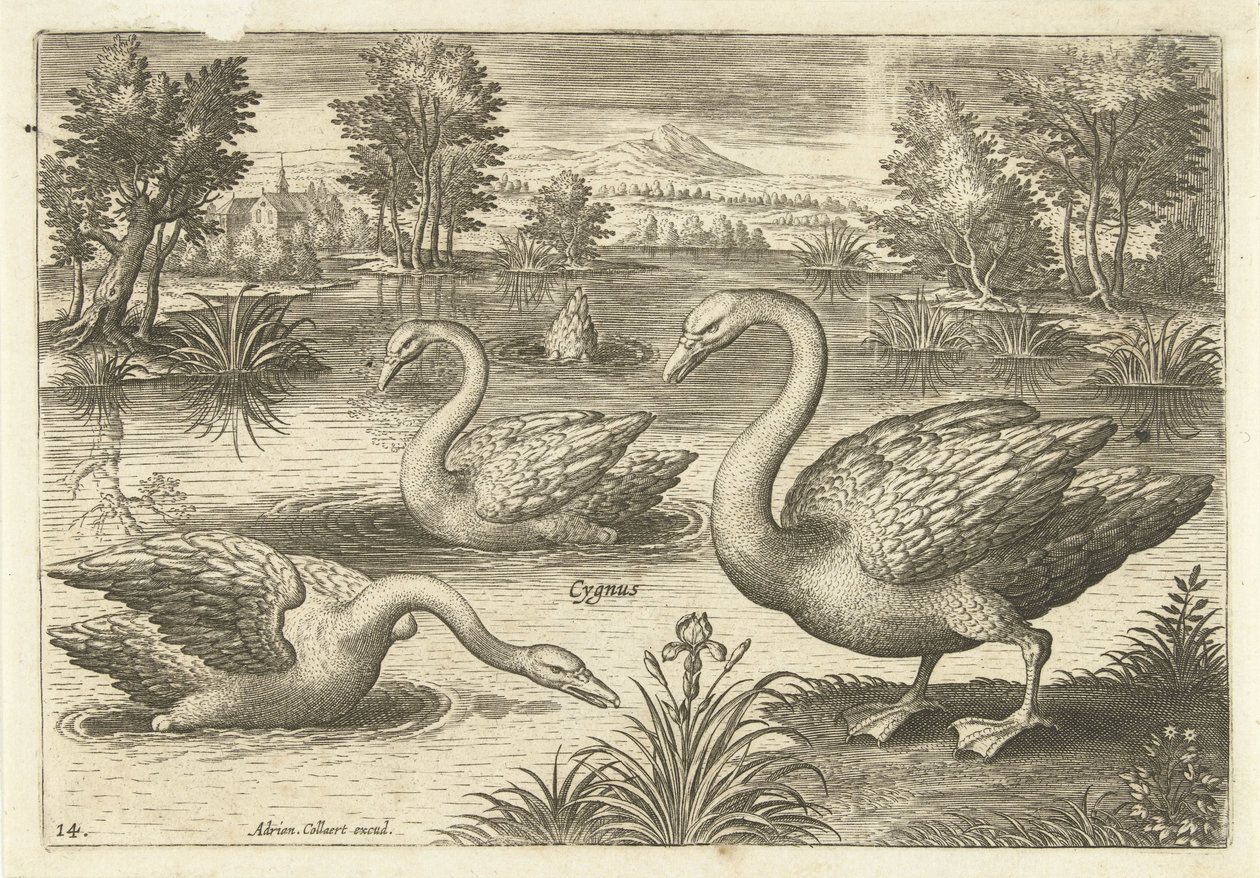 Tre cigni in uno stagno (Vogels, Avivm vivae) da Adriaen Collaert