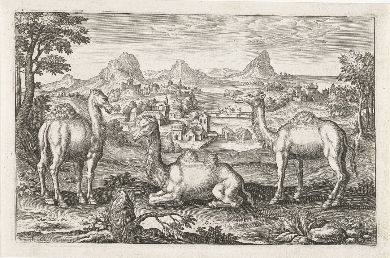 Dromedari e un cammello da Adriaen Collaert