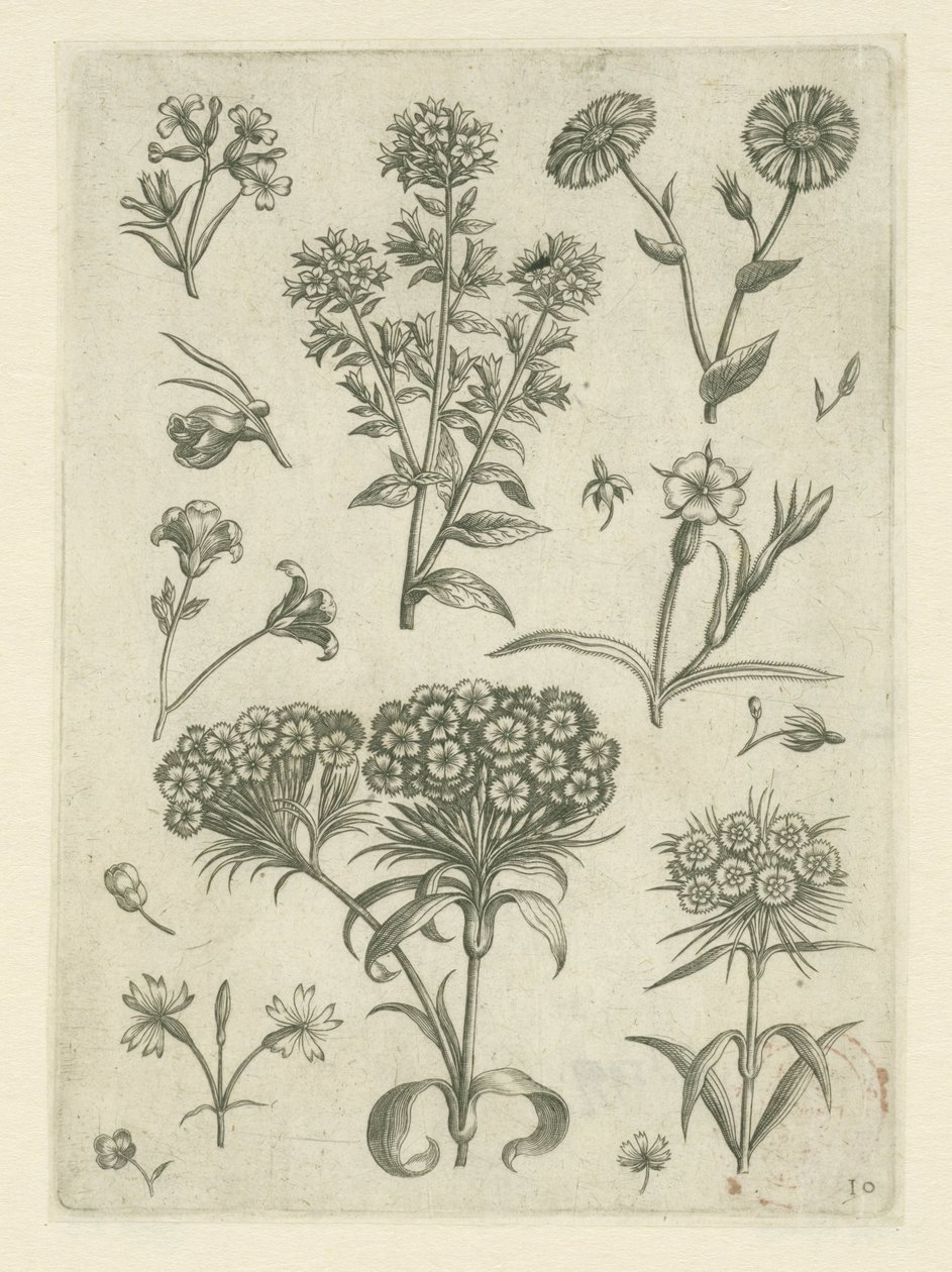 Non ti scordar di me e altri fiori da Adriaen Collaert