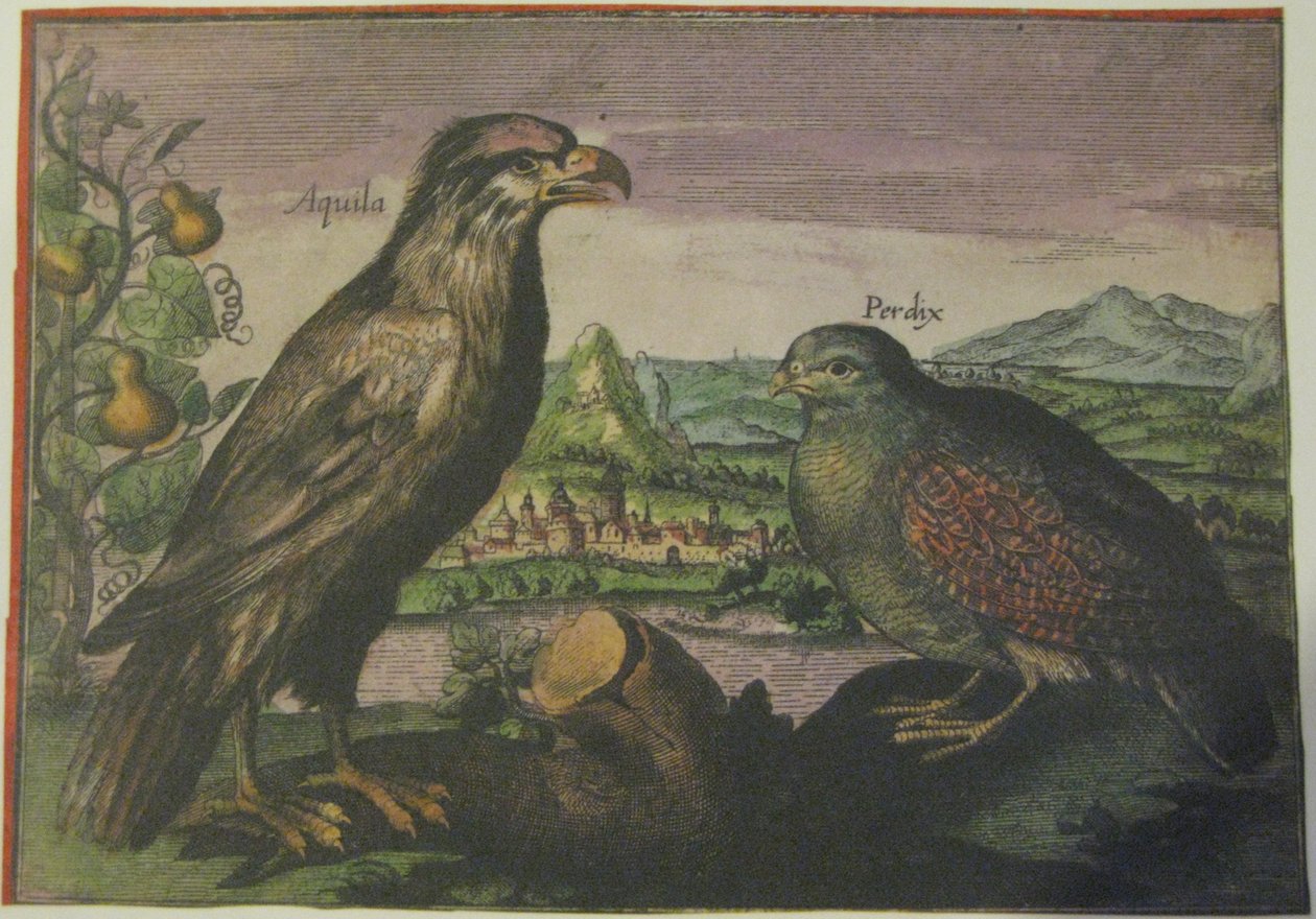 Aquila e pernice, Iconotheca Valvasoriana da Adriaen Collaert