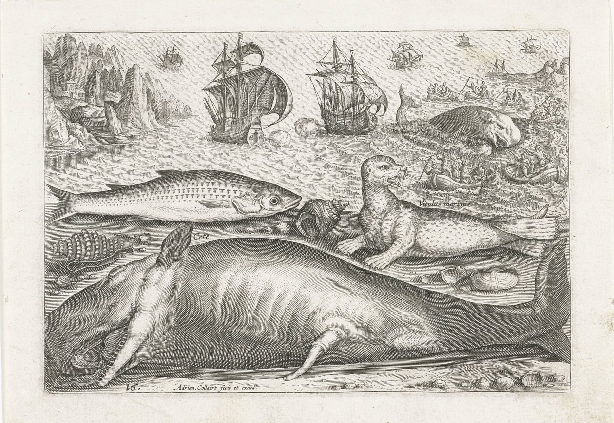 Un cefalo, un leone marino e una balena sulla spiaggia (Vissen, Piscivm vivae icones) da Adriaen Collaert