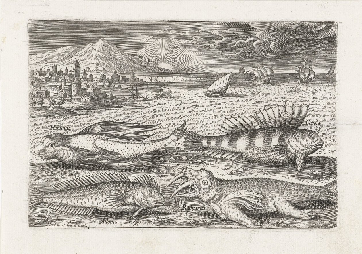 Pesci e un tricheco sulla spiaggia (serie Icone di pesci vivi) da Adriaen Collaert