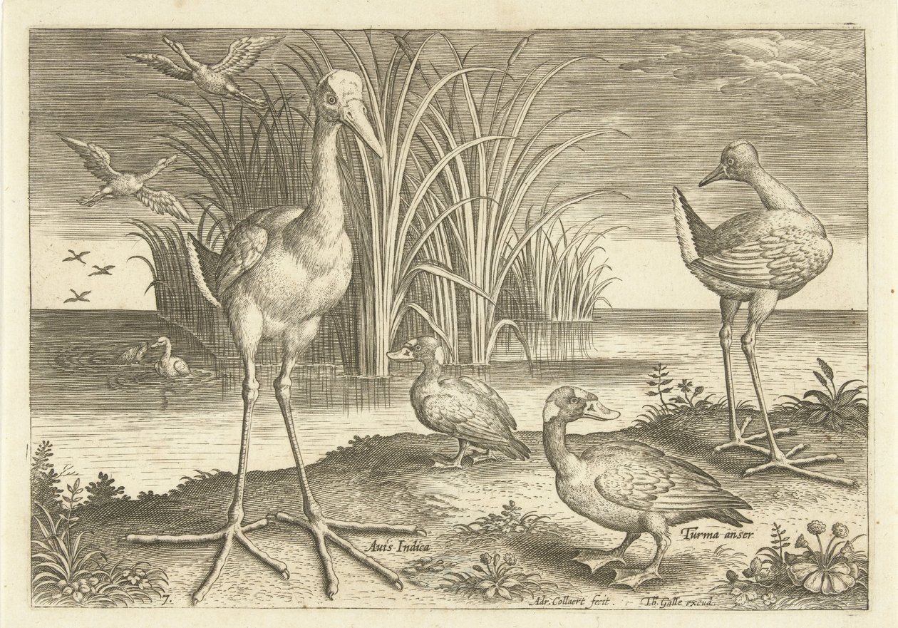 Alcuni uccelli acquatici sulla riva (serie: Uccelli) da Adriaen Collaert