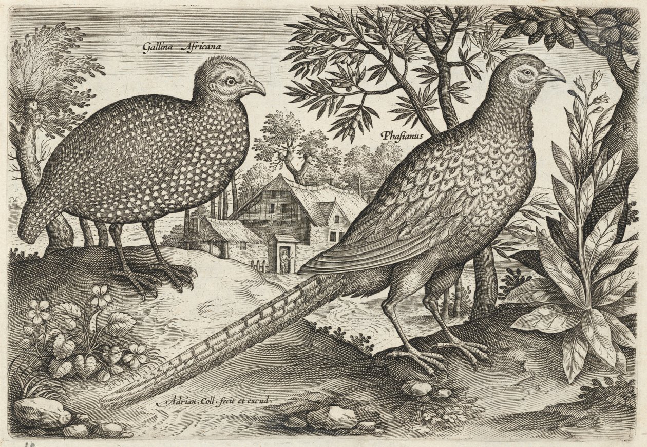 Faraona e fagiano da Adriaen Collaert