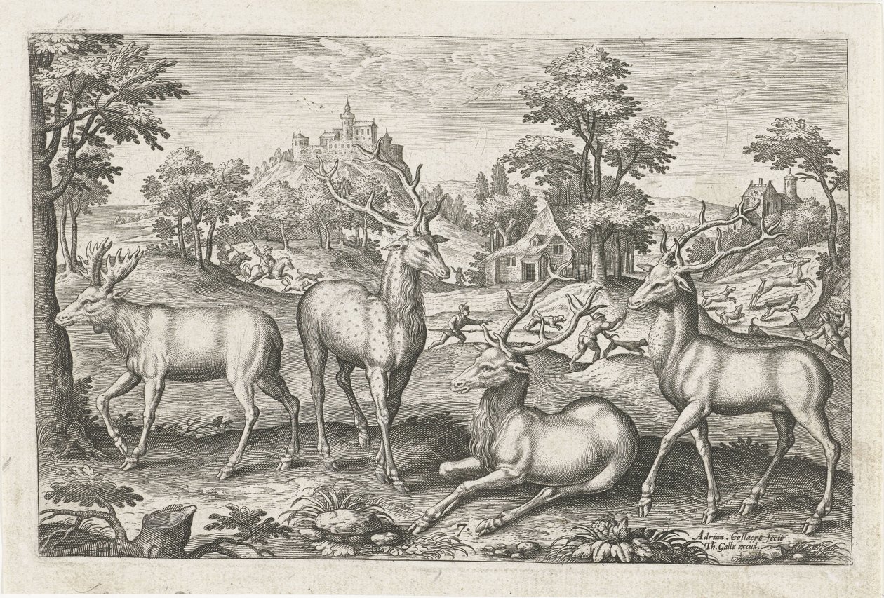 Cervi (Animali quadrupedi) da Adriaen Collaert