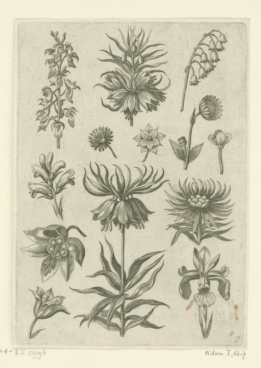 Corona imperiale, orchidea e mughetti da Adriaen Collaert