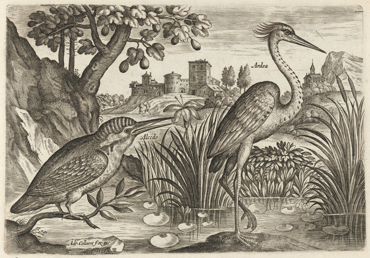 Martin pescatore e airone cenerino da Adriaen Collaert