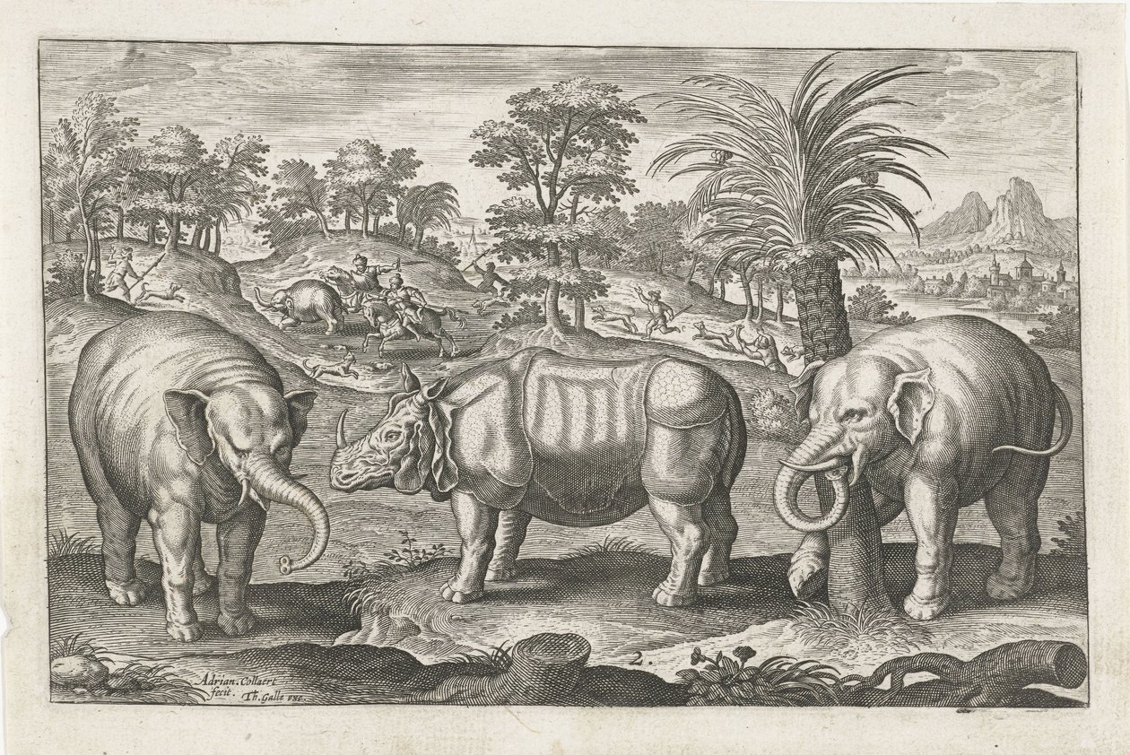Elefanti e rinoceronte da Adriaen Collaert