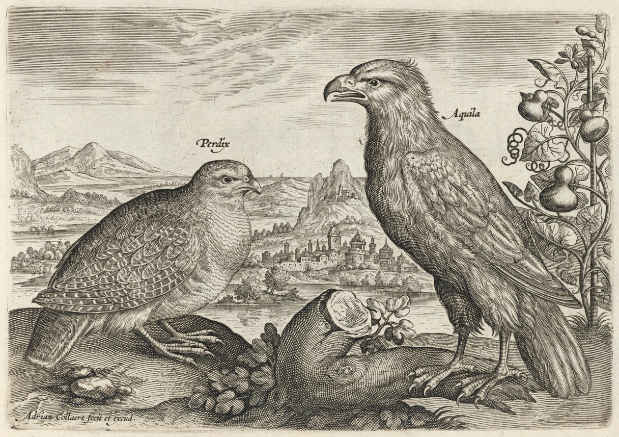 Pernice e aquila da Adriaen Collaert