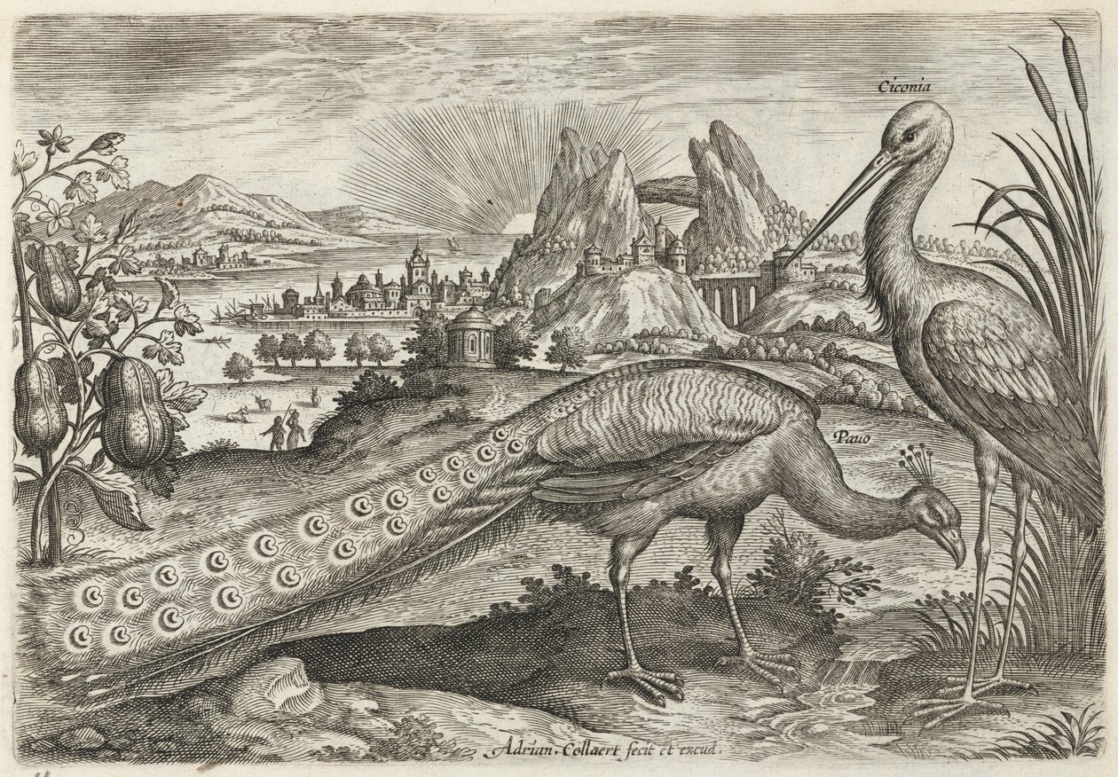 Pavone e cicogna da Adriaen Collaert