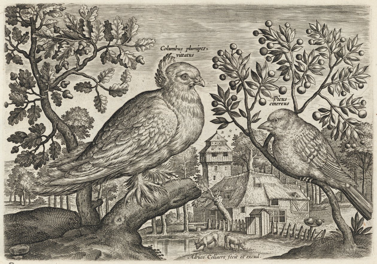 Piccione e fringuello da Adriaen Collaert