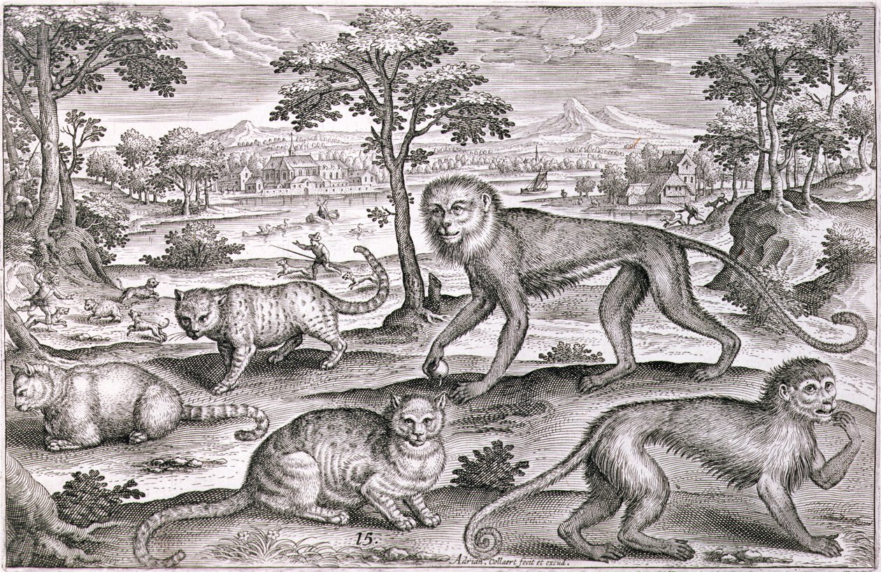 Tre gatti e due scimmie da Adriaen Collaert