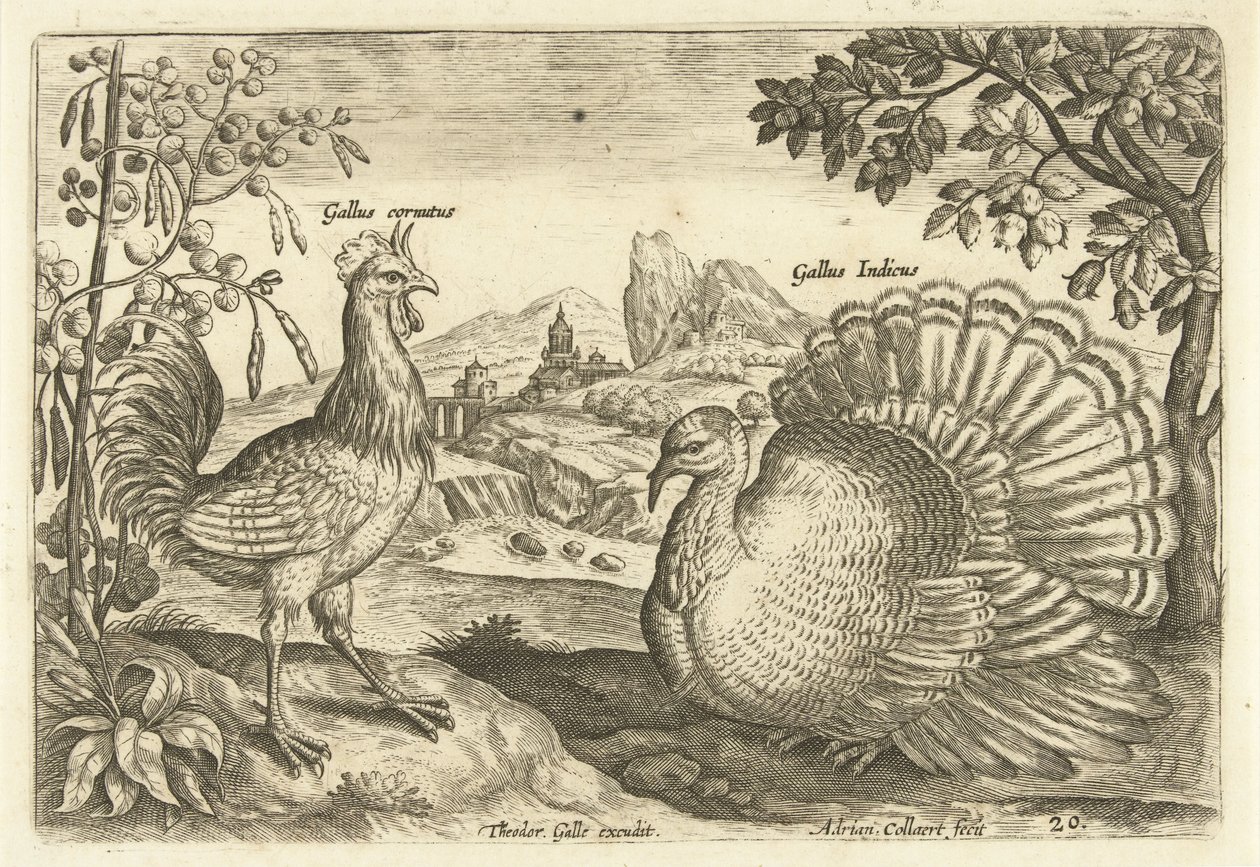 Due galli in un paesaggio da Adriaen Collaert