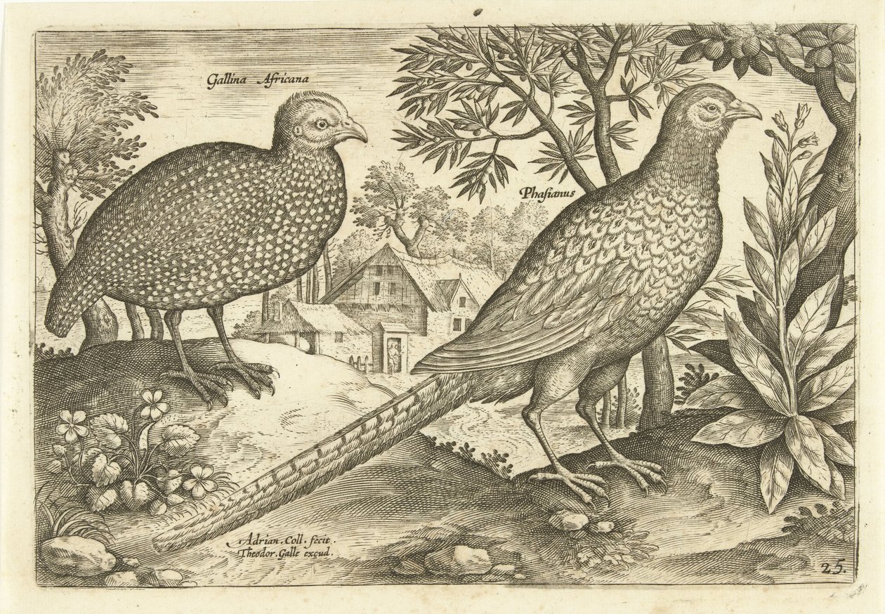 Due galline in un paesaggio (Avivm Vivae, Uccelli) da Adriaen Collaert