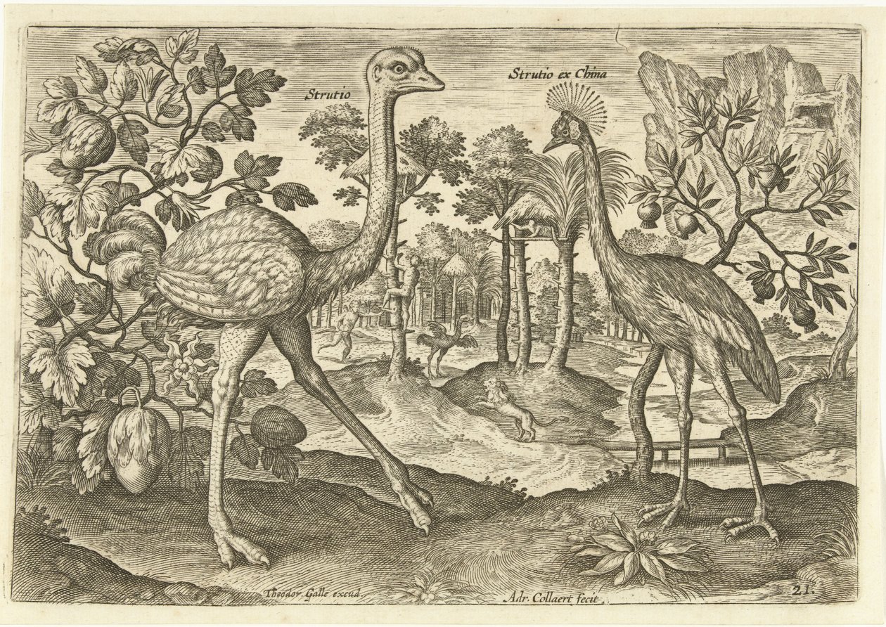 Due uccelli corridori in un paesaggio da Adriaen Collaert
