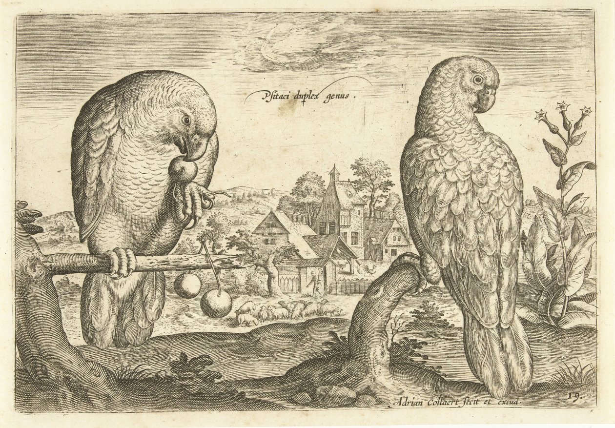 Due pappagalli in un paesaggio Avivm Vivae (titolo della serie) Uccelli (titolo della serie) da Adriaen Collaert