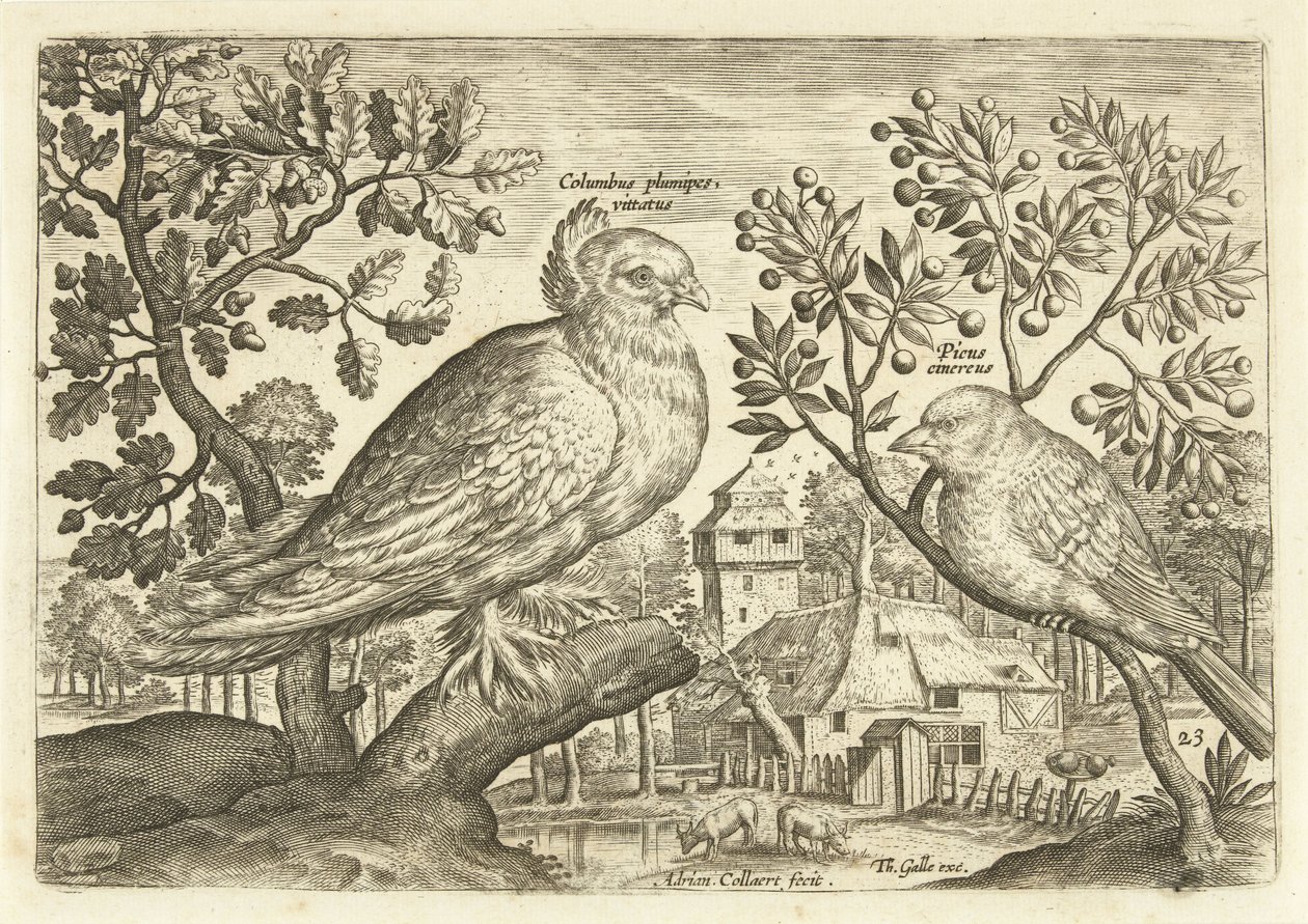 Due uccelli in un paesaggio (serie: Avivm Vivae, Uccelli) da Adriaen Collaert