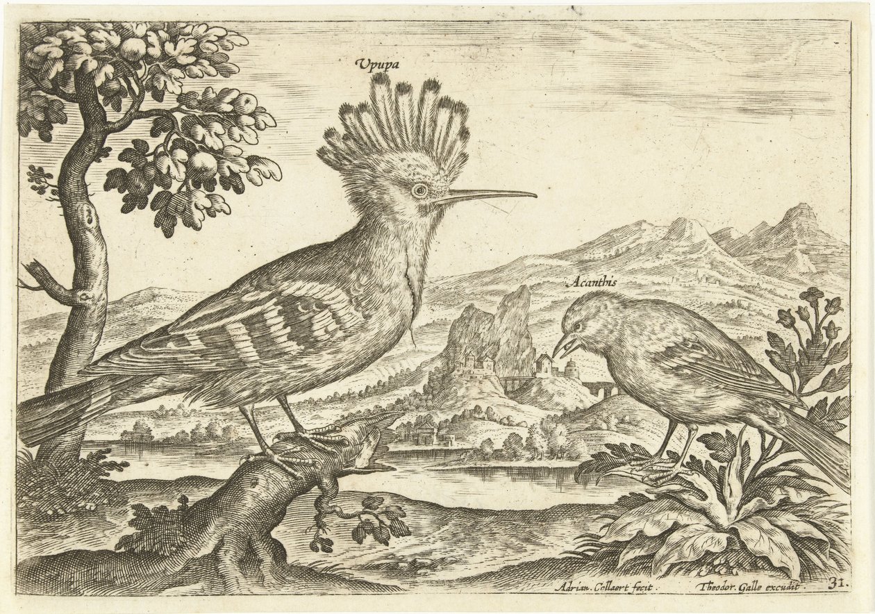 Due uccelli in un paesaggio da Adriaen Collaert