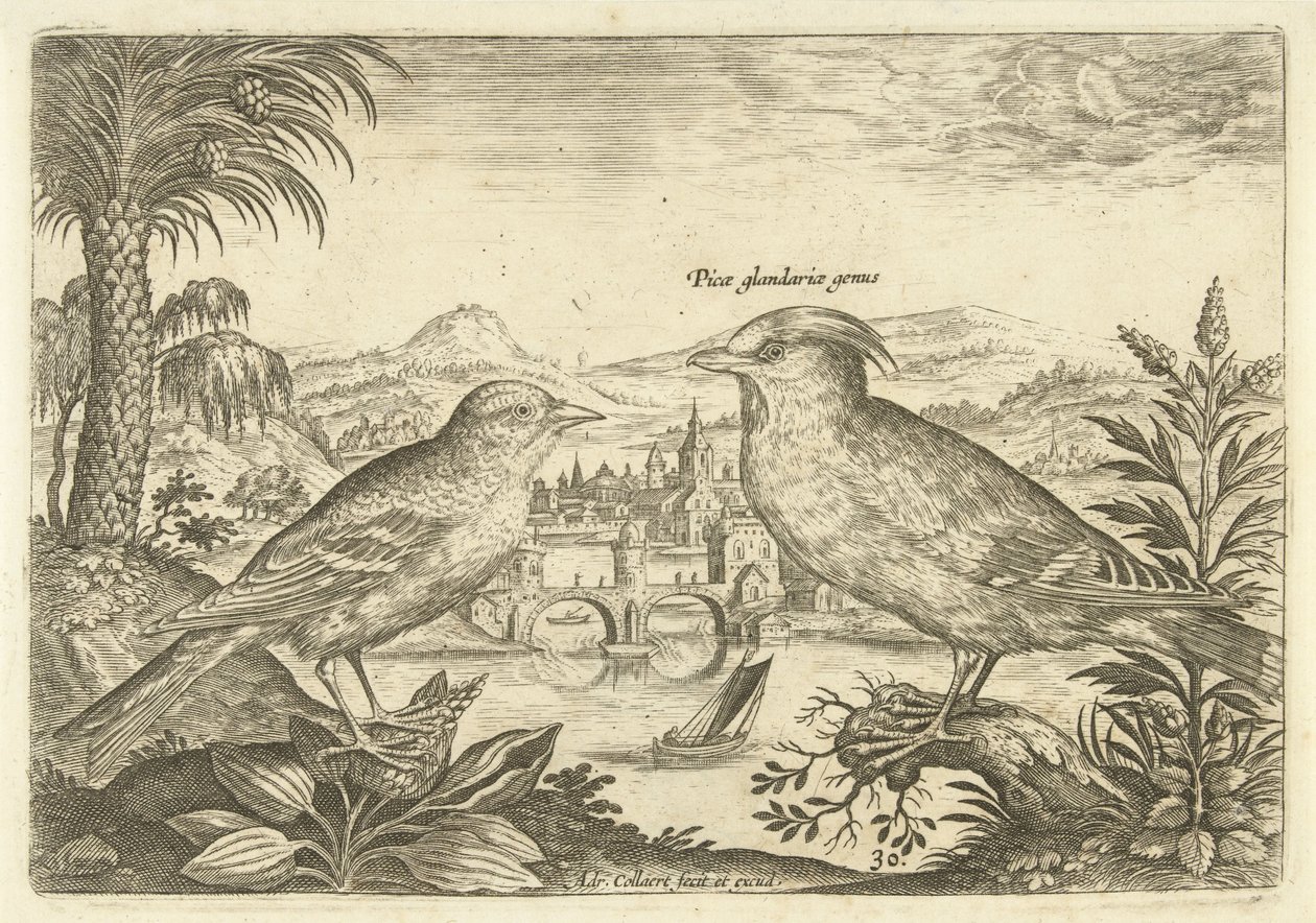 Due uccelli in un paesaggio Uccelli (titolo della serie) Avivm Vivae (titolo della serie) da Adriaen Collaert