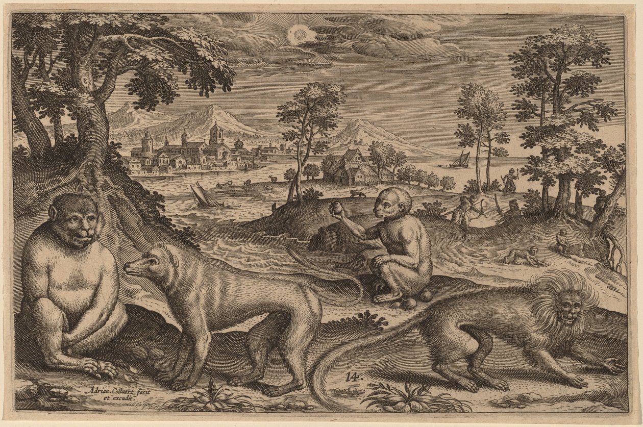 Due scimmie e due macachi da Adriaen Collaert