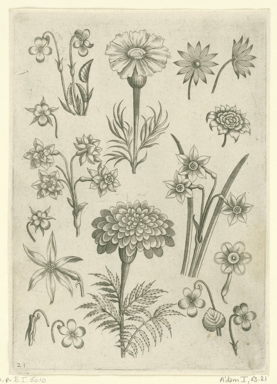 Diversi fiori, violette e narcisi da Adriaen Collaert
