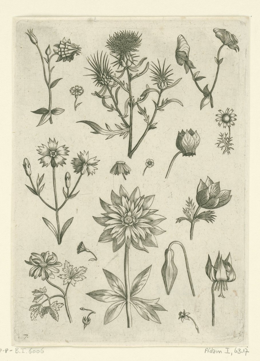 Fiori diversi, tra cui aquilegia e ciclamino da Adriaen Collaert