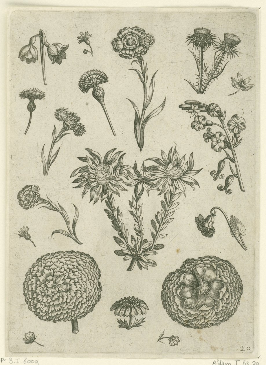 Fiori diversi, tra cui crisantemo e cardo da Adriaen Collaert