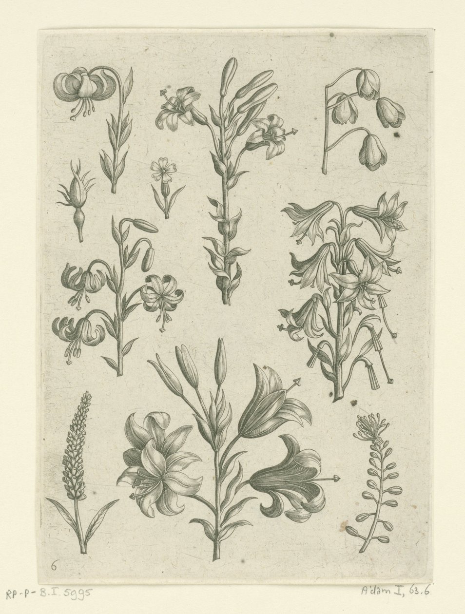 Quattro grandi gigli e alcuni fiori più piccoli da Adriaen Collaert