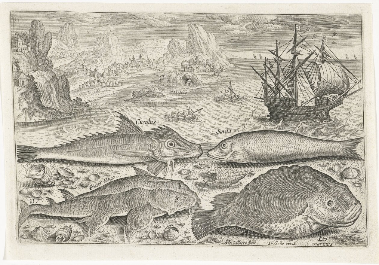 Quattro pesci sulla spiaggia (serie) da Adriaen Collaert