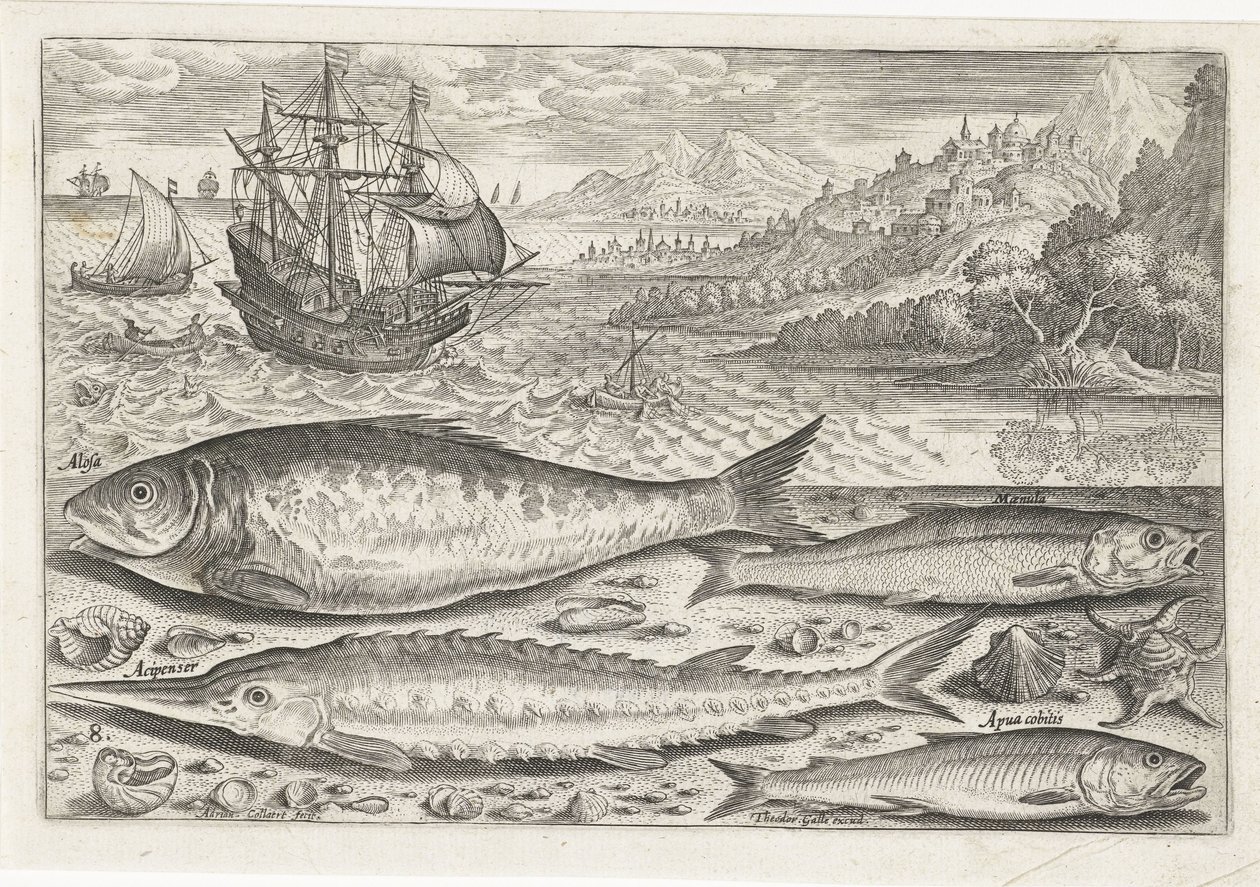 Quattro pesci sulla spiaggia (Icone vive dei pesci) da Adriaen Collaert