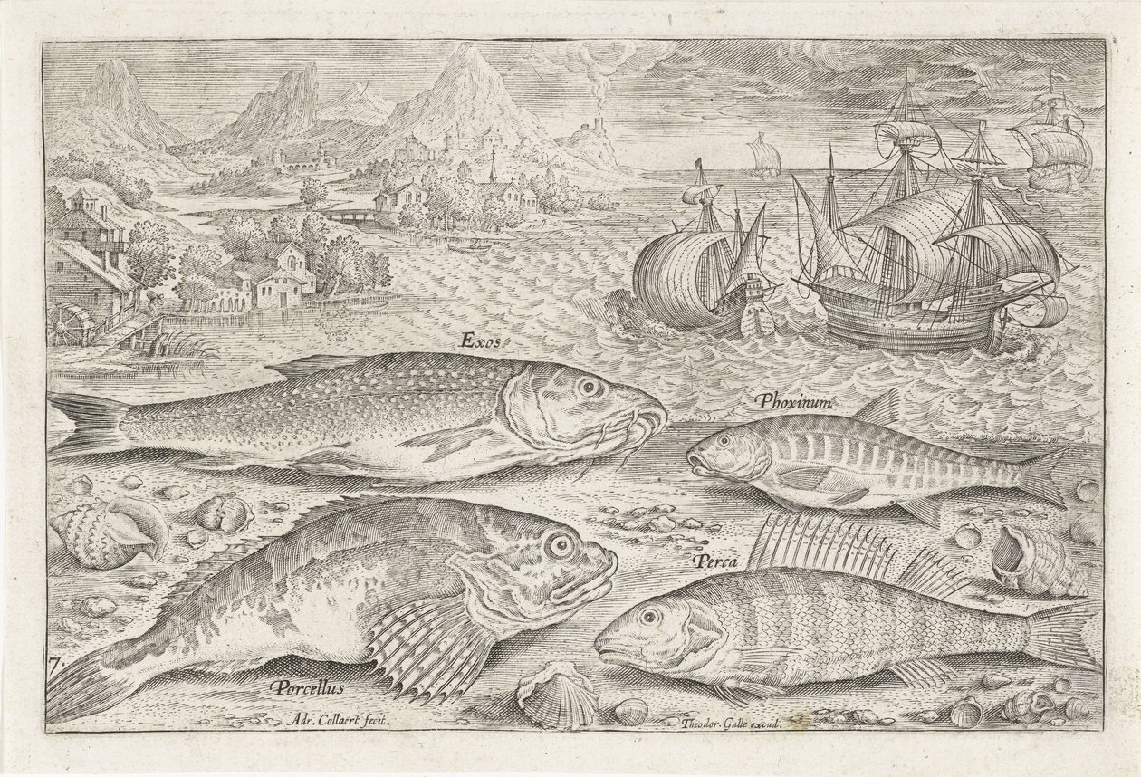 Quattro pesci sulla spiaggia (Icone vive dei pesci) da Adriaen Collaert