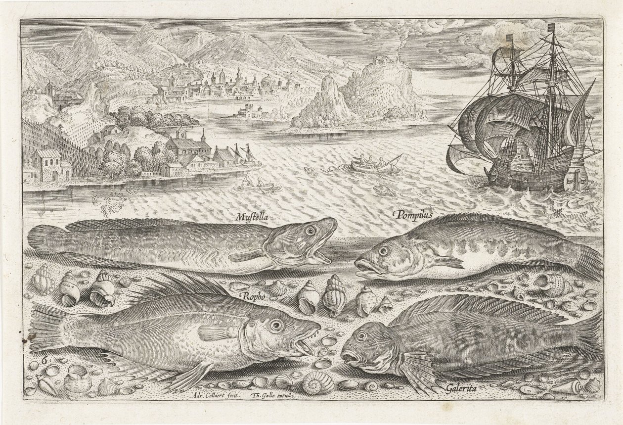 Quattro pesci sulla spiaggia da Adriaen Collaert
