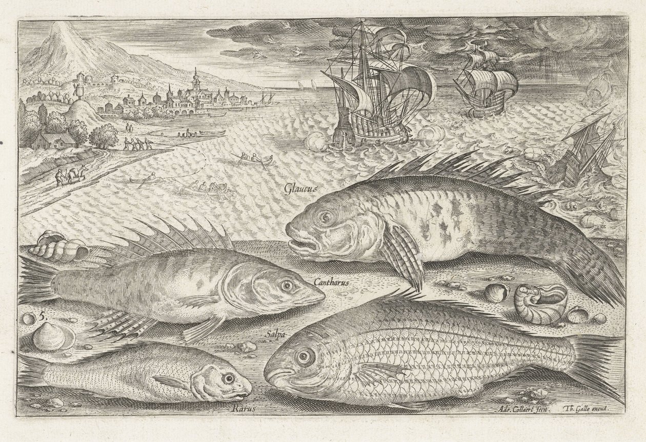 Quattro pesci sulla spiaggia da Adriaen Collaert