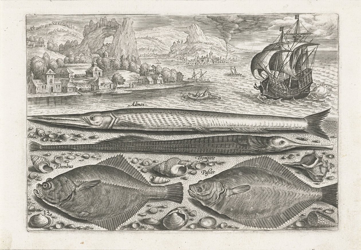 Quattro pesci sulla spiaggia (serie di pesci) da Adriaen Collaert