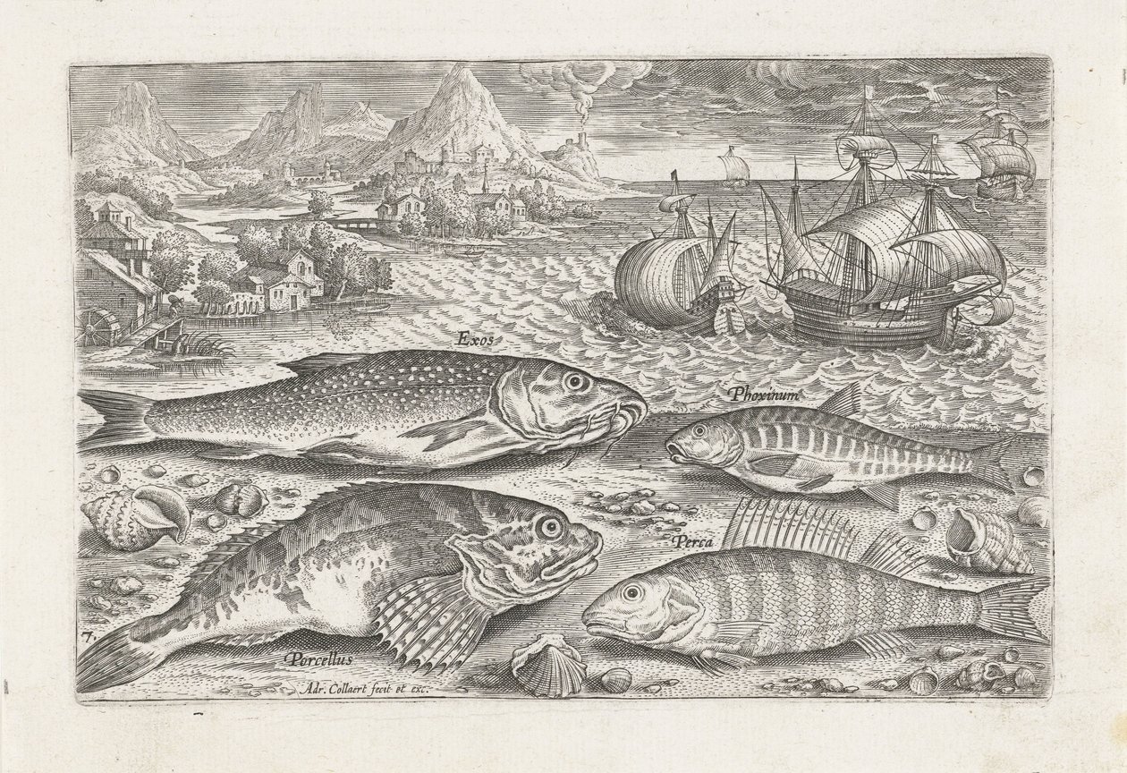 Quattro pesci sulla spiaggia (serie di pesci) da Adriaen Collaert