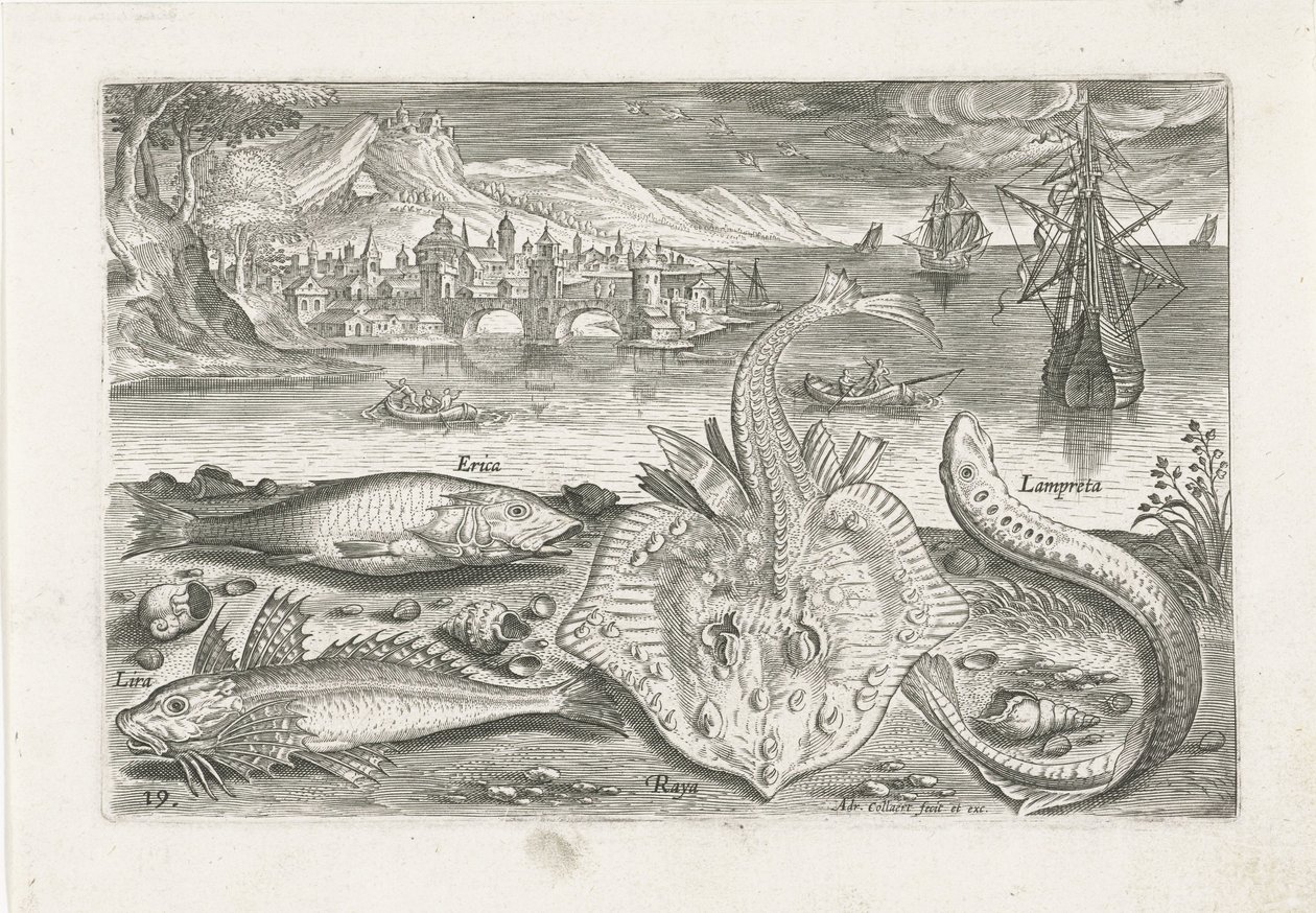 Quattro pesci sulla spiaggia (Vissen, Piscivm vivae icones) da Adriaen Collaert