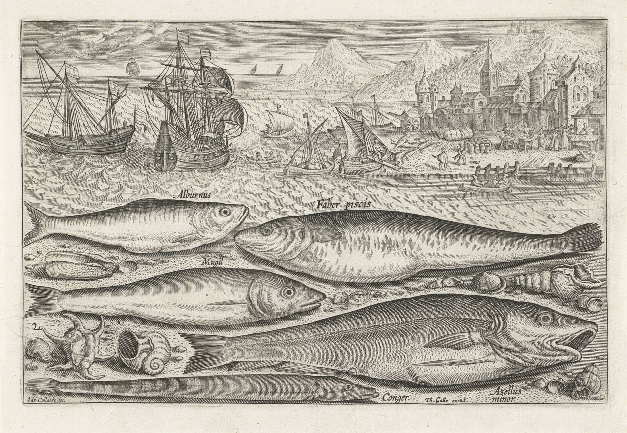 Cinque pesci sulla spiaggia (Vissen, Piscivm vivae icones) da Adriaen Collaert